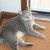 808KonaBoy :icon808konaboy: