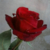 8D-GCarb :icon8d-gcarb: