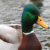 :iconadvicemallardplz: