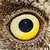 :iconaeruginosus: