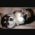 agawiktoria :iconagawiktoria: