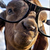 AgentBlackDog :iconagentblackdog: