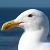 :iconaidan-gull: