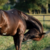 :iconaka-horse-stock: