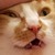 AkitheFrivolicious :iconakithefrivolicious: