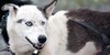 Alaskan-Huskies's avatar