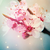AliceInNoMansLand :iconaliceinnomansland: