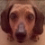 AliceMiriel :iconalicemiriel: