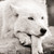 AllegraAdopts :iconallegraadopts: