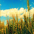 Allowexer :iconallowexer: