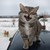 AlmostTony :iconalmosttony: