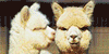 Alpaca-winz's avatar