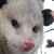Amanitass :iconamanitass: