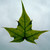 Amaya-Garnet :iconamaya-garnet:
