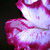 Anadi :iconanadi:
