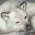 Anasaxon :iconanasaxon: