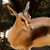 angelofanimosity :iconangelofanimosity: