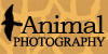 Animal--Photography's avatar