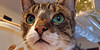 AnimalPix's avatar