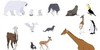Animals-and-Llamas's avatar