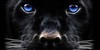 Animals-Voice's avatar