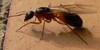 Ant-Enthusiasts's avatar