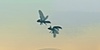 Anthropodania's avatar