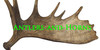 Antlers-and-Horns's avatar