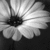 DeviantArt profile picture for @anxiously on DeviantArt
