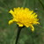 Apidapper :iconapidapper: