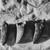Appalachiosaurus :iconappalachiosaurus: