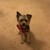Aqua-dog :iconaqua-dog: