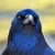 ARavenThing :iconaraventhing: