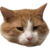 :iconarcticsandwich: