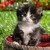 arinearson318 :iconarinearson318: