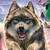 Ask-Spirit-Animals :iconask-spirit-animals:
