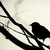 AskAlicebird :iconaskalicebird:
