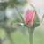 aspynnsmommy :iconaspynnsmommy: