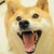 AstonishedCat :iconastonishedcat: