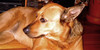 aussie-dogs's avatar