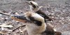 :iconaustralian-birds: