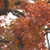 autumnleaflet :iconautumnleaflet: