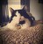 avacadoCat05 :iconavacadocat05: