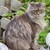 Awesomezombiegriffin :iconawesomezombiegriffin:
