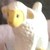awkward-sheep :iconawkward-sheep: