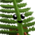 Awlita :iconawlita: