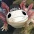 :iconaxol-the-axolotl: