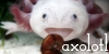 Axolotlovers's avatar