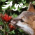 ayabraeden :iconayabraeden:
