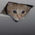 ayl2211 :iconayl2211: